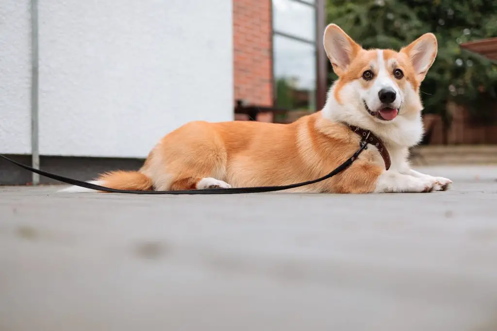 are corgis good for first time owners