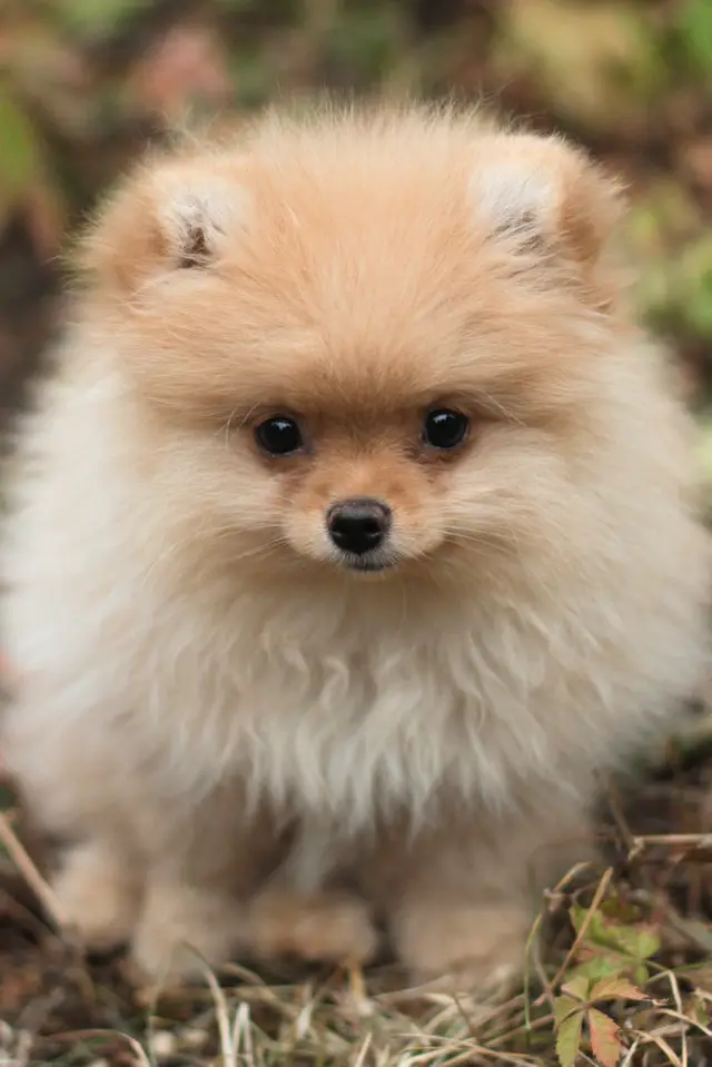 pomeranian shedding