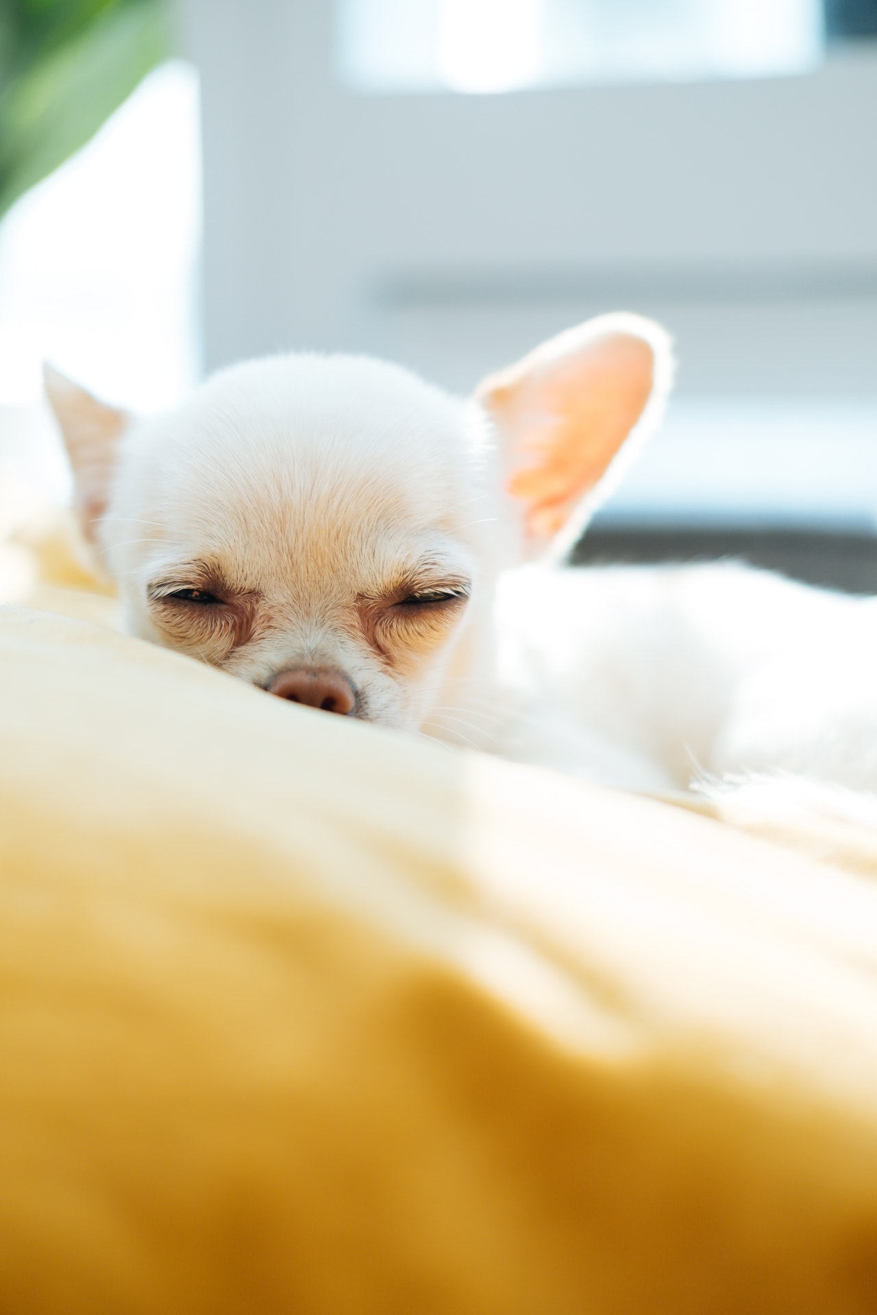 how much do chihuahuas sleep