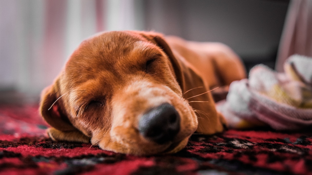 why do dogs howl in their sleep
