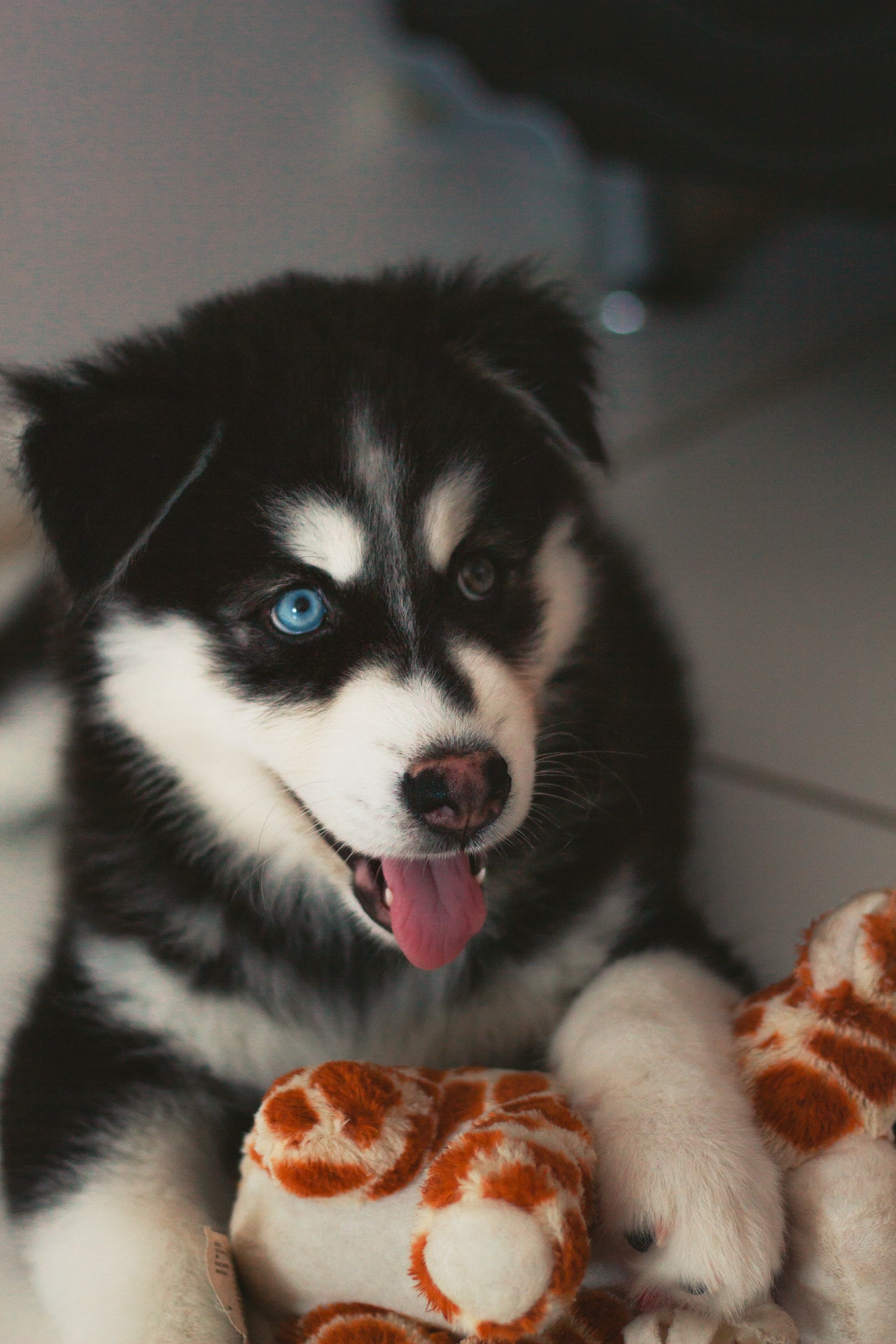 husky teething