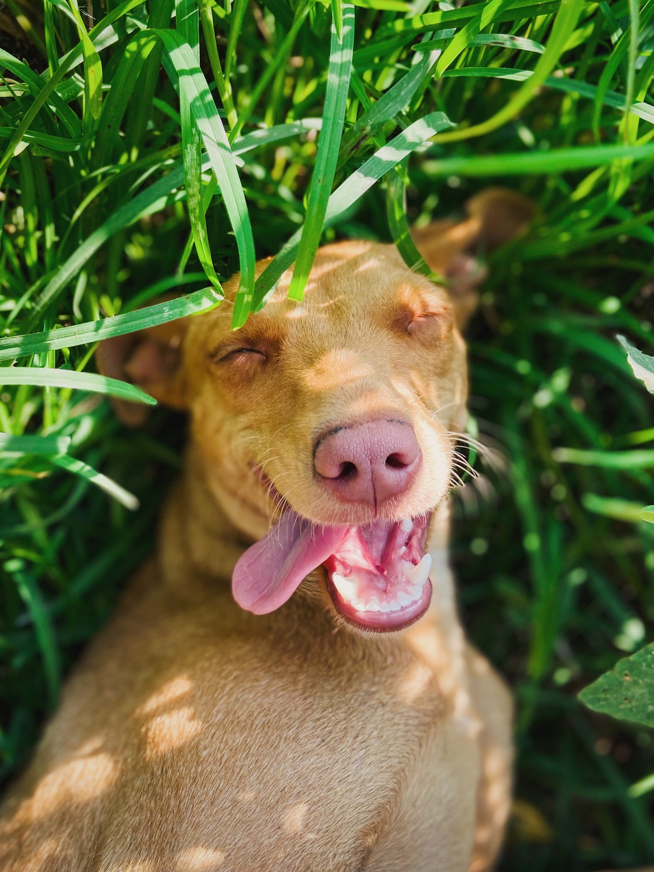 are dogs ticklish