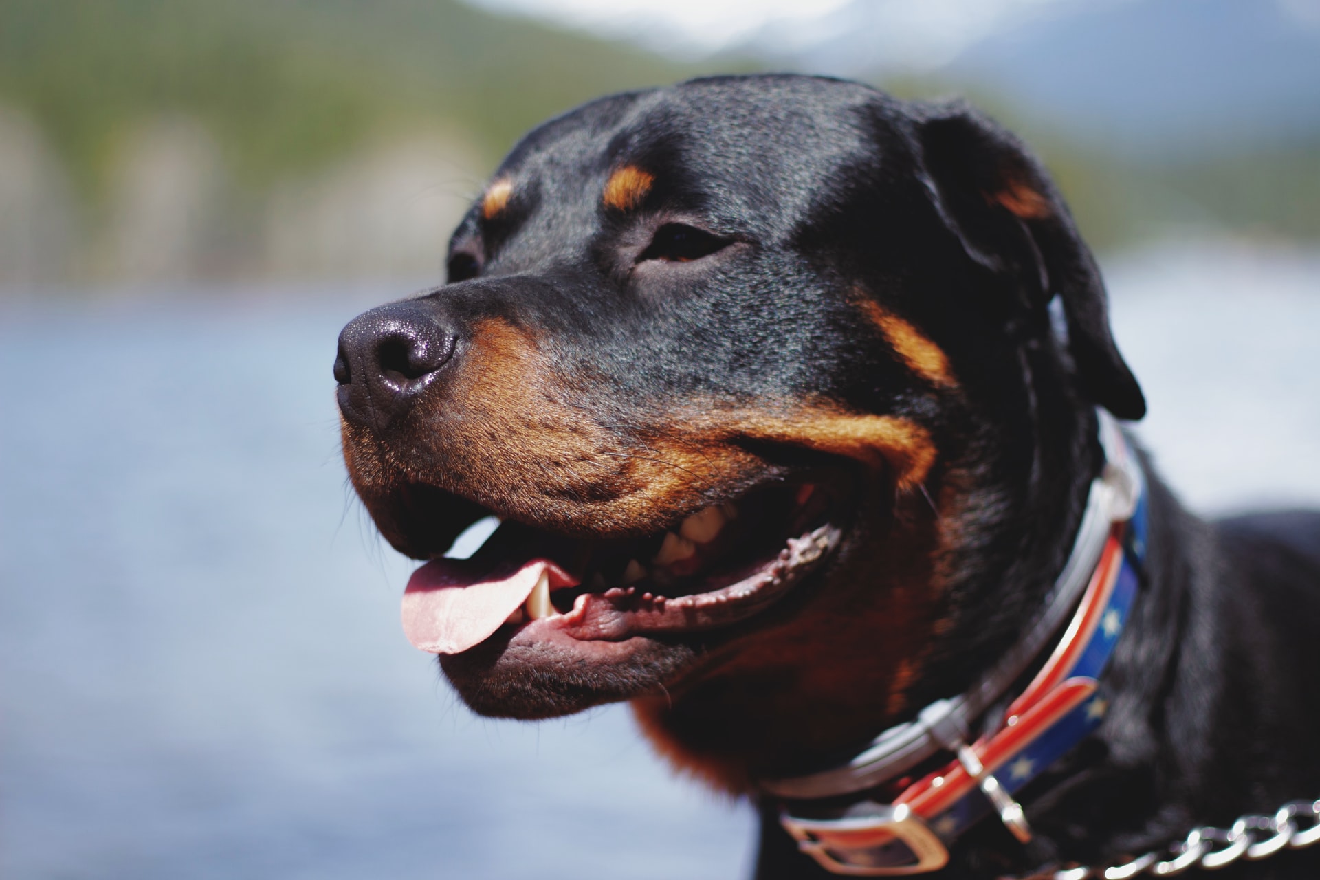 roman gladiator rottweiler