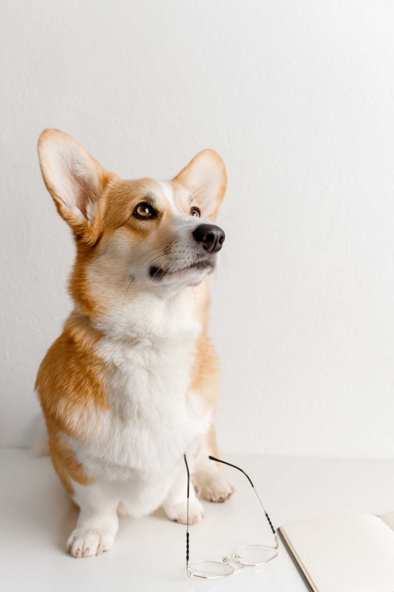 do corgis shed