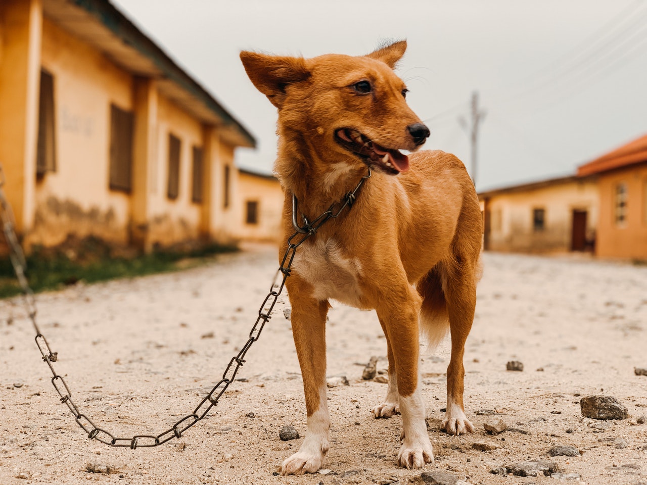 Basenji Border Collie Mix