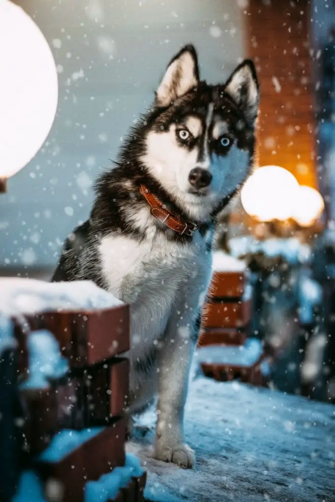 do huskies smell