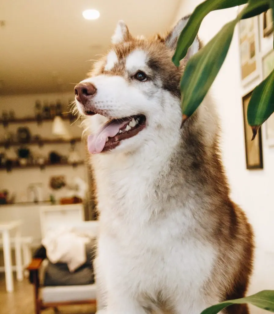 husky in apartment