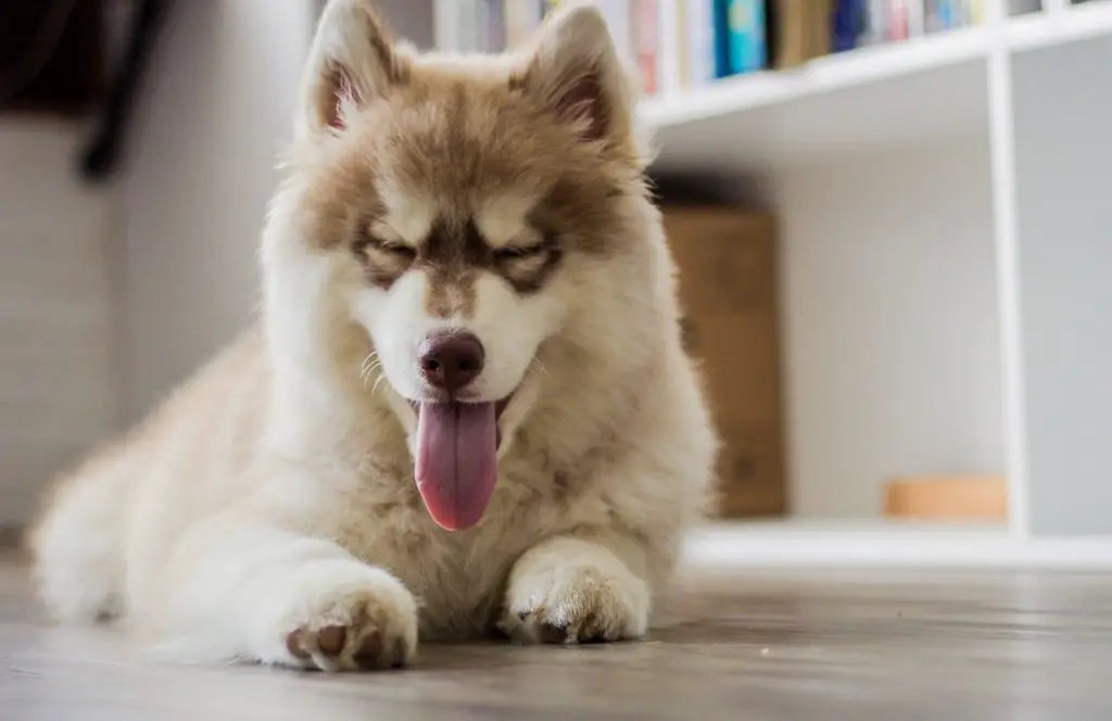 husky maltese mix