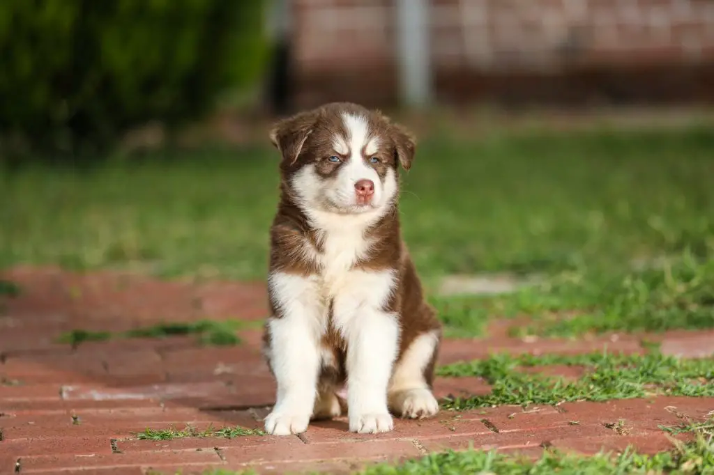 when do husky ears stand up