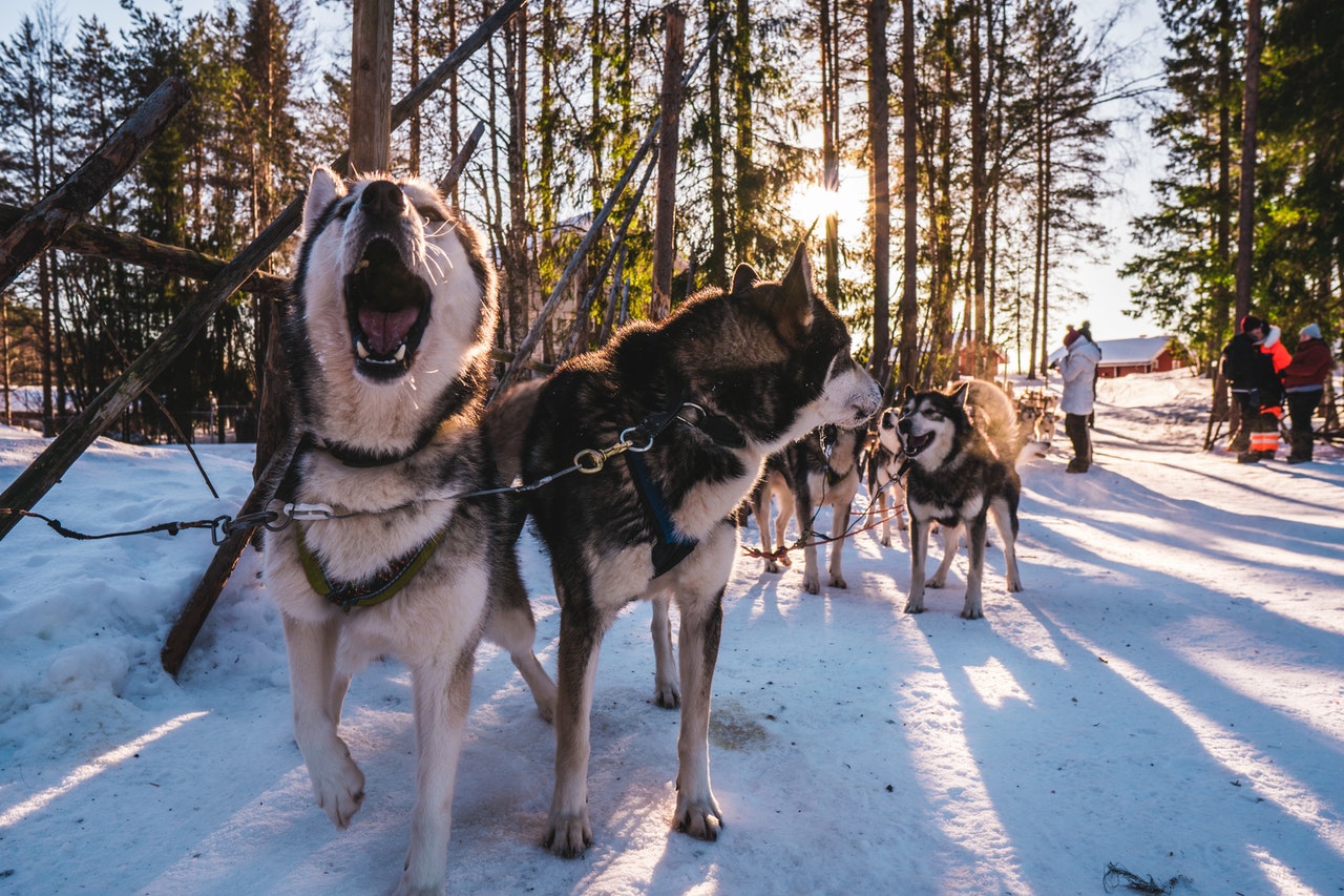 why are huskies so vocal