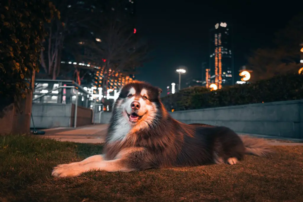 border collie malamute mix