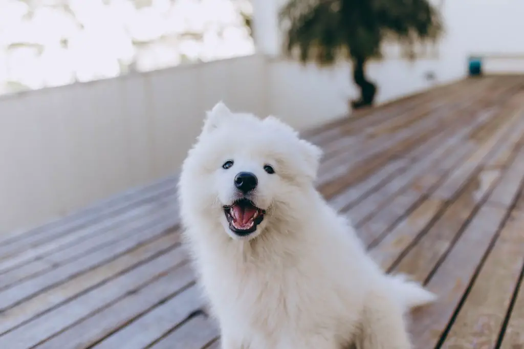 samoyed border collie mix