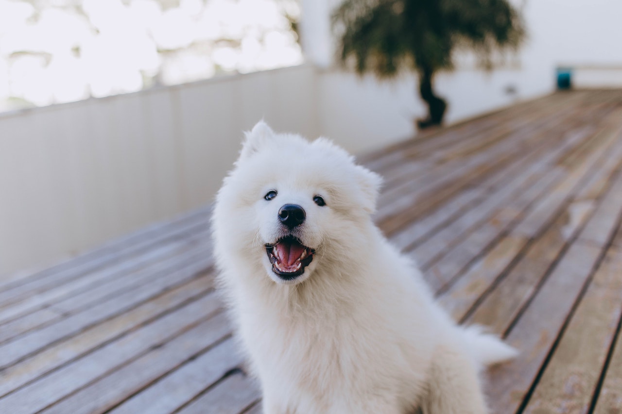 samoyed border collie mix