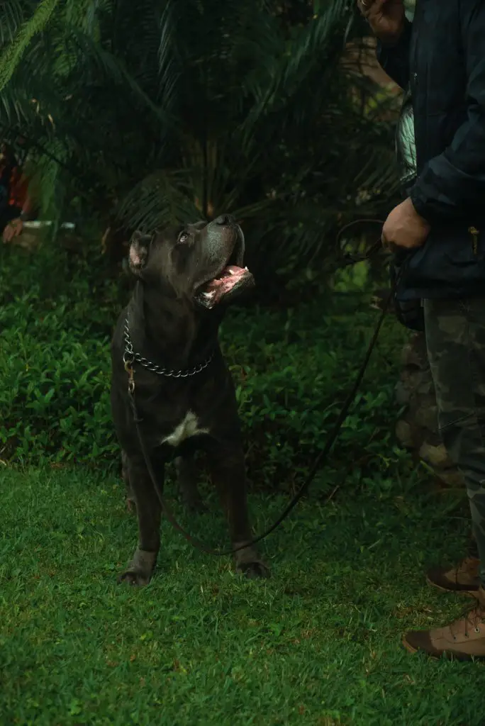 cane corso neapolitan mastiff