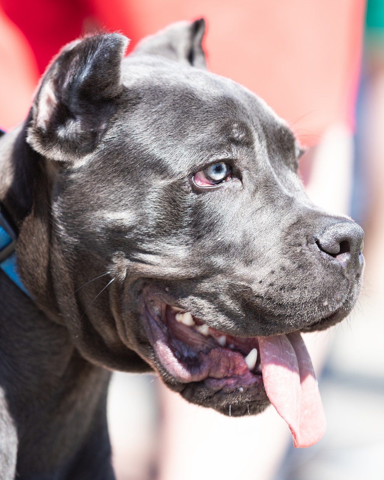 cane corso neapolitan mastiff