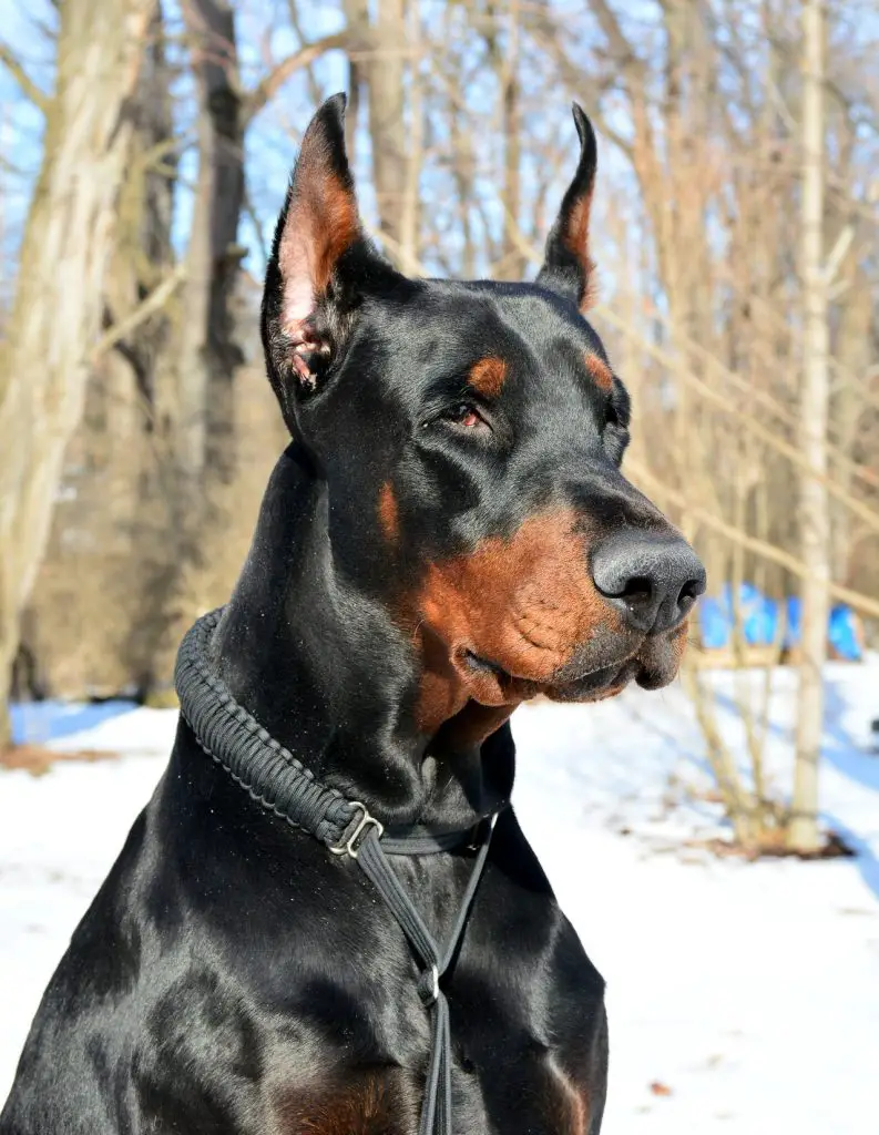 rottweiler with cropped ears