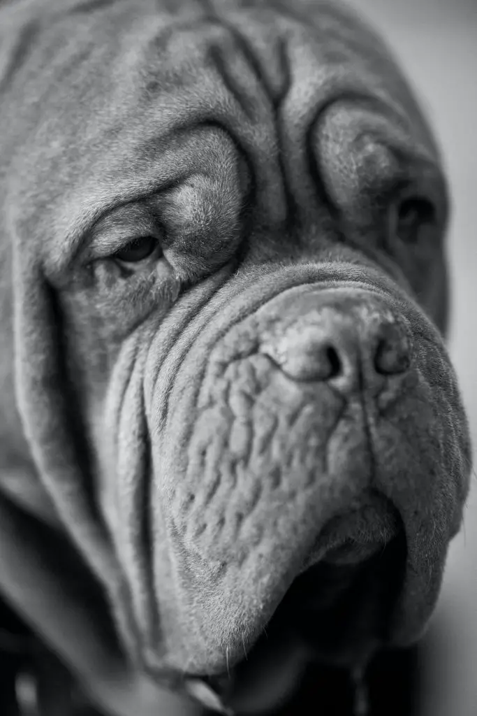 cane corso neapolitan mastiff