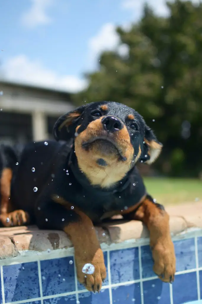 do rottweilers shed