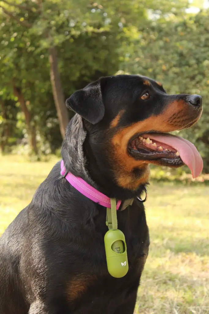 do rottweilers shed