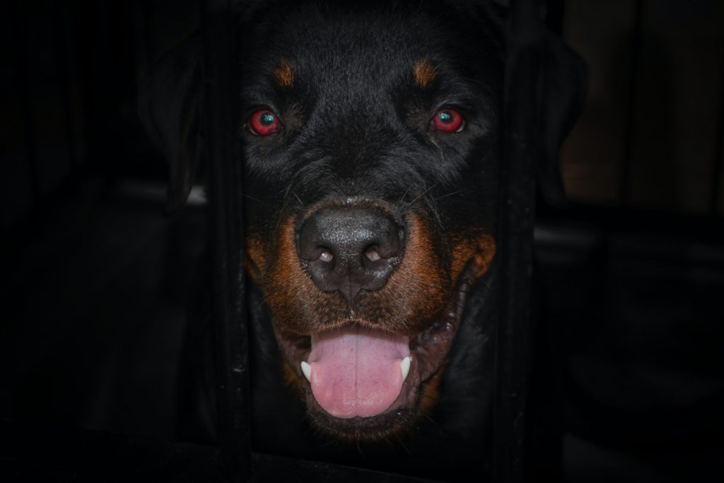rottweiler with cropped ears