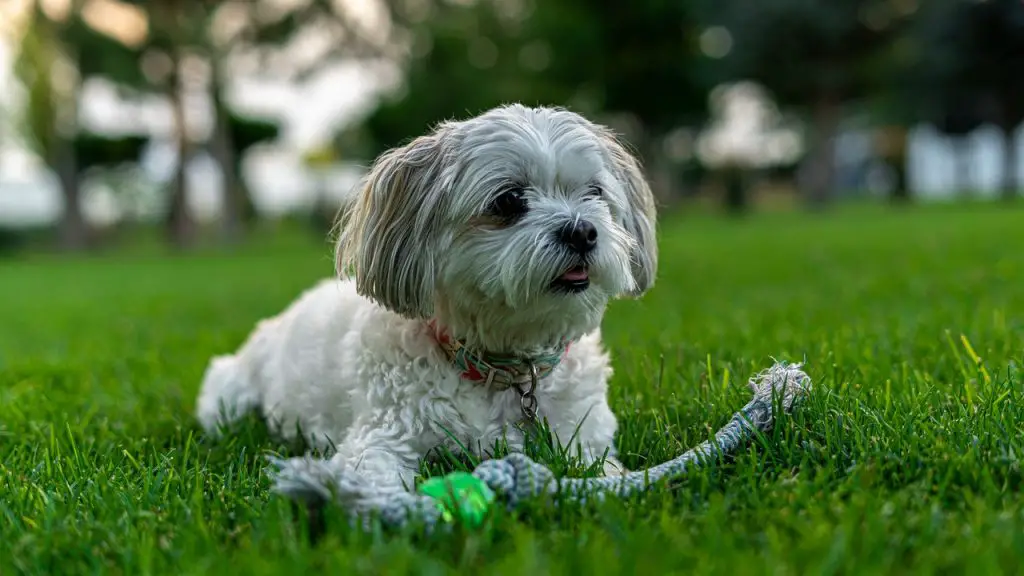 yorkie husky mix