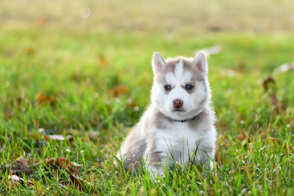 yorkie husky mix