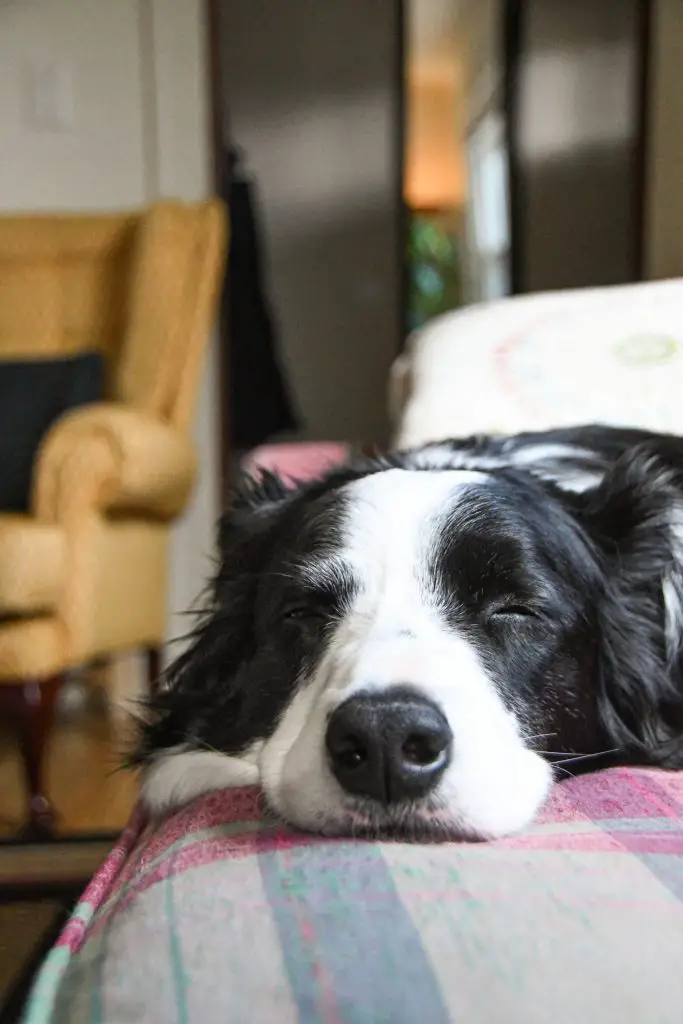 border collie corgi mix