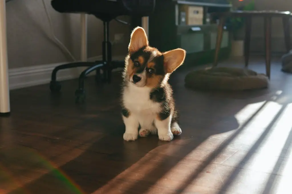 border collie corgi mix