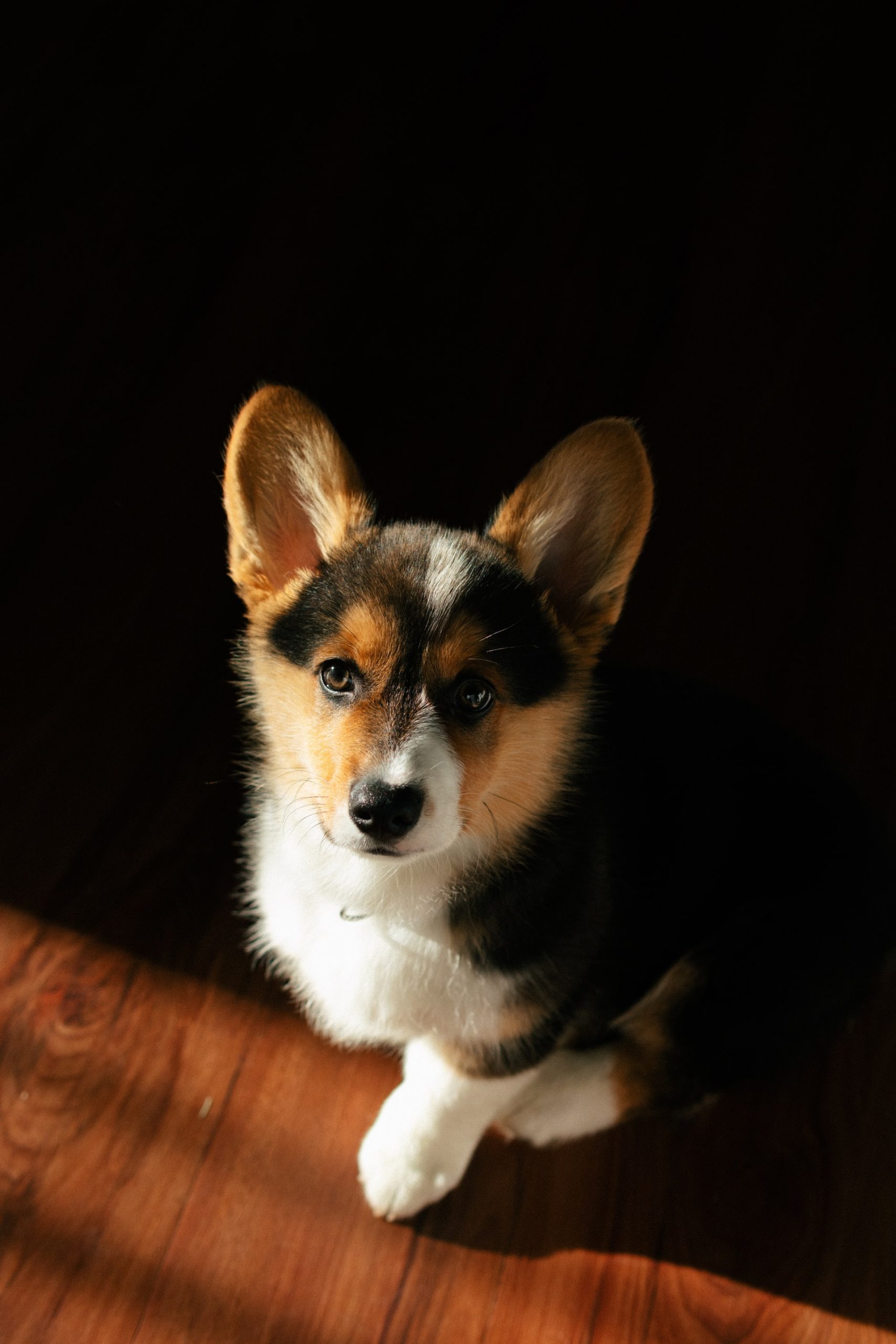 border collie corgi mix