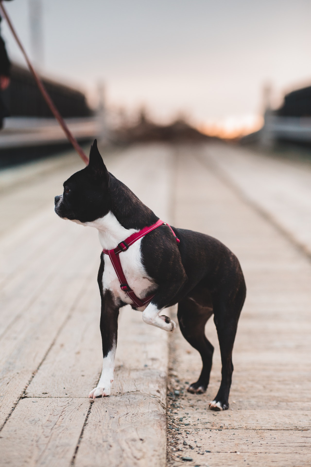 boston terrier chihuahua mix