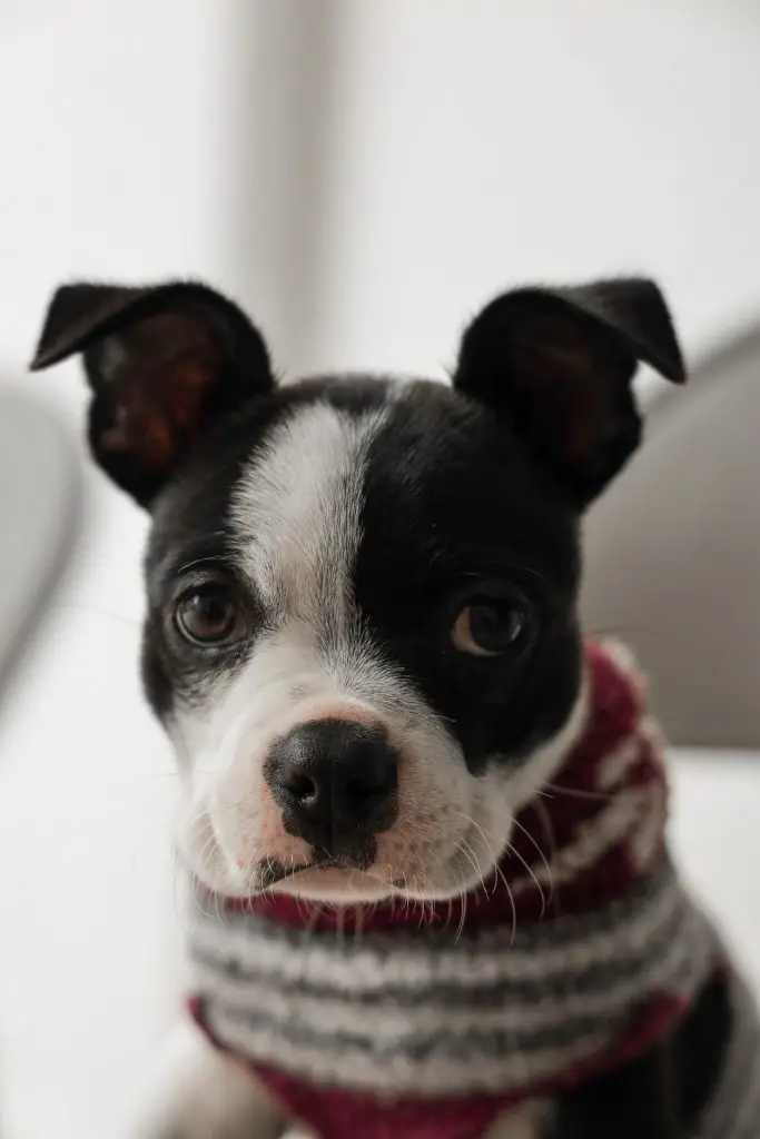 boston terrier chihuahua mix