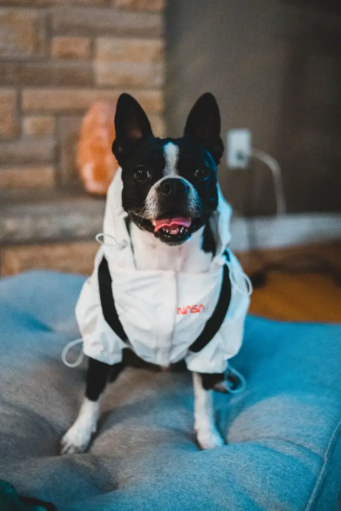 boston terrier chihuahua mix