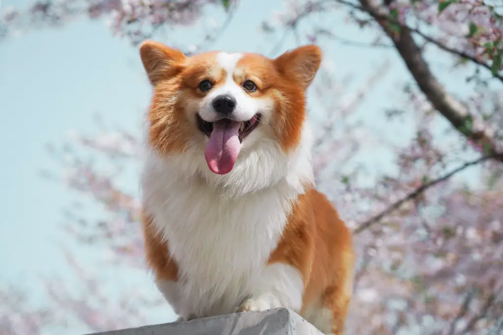 border collie corgi mix