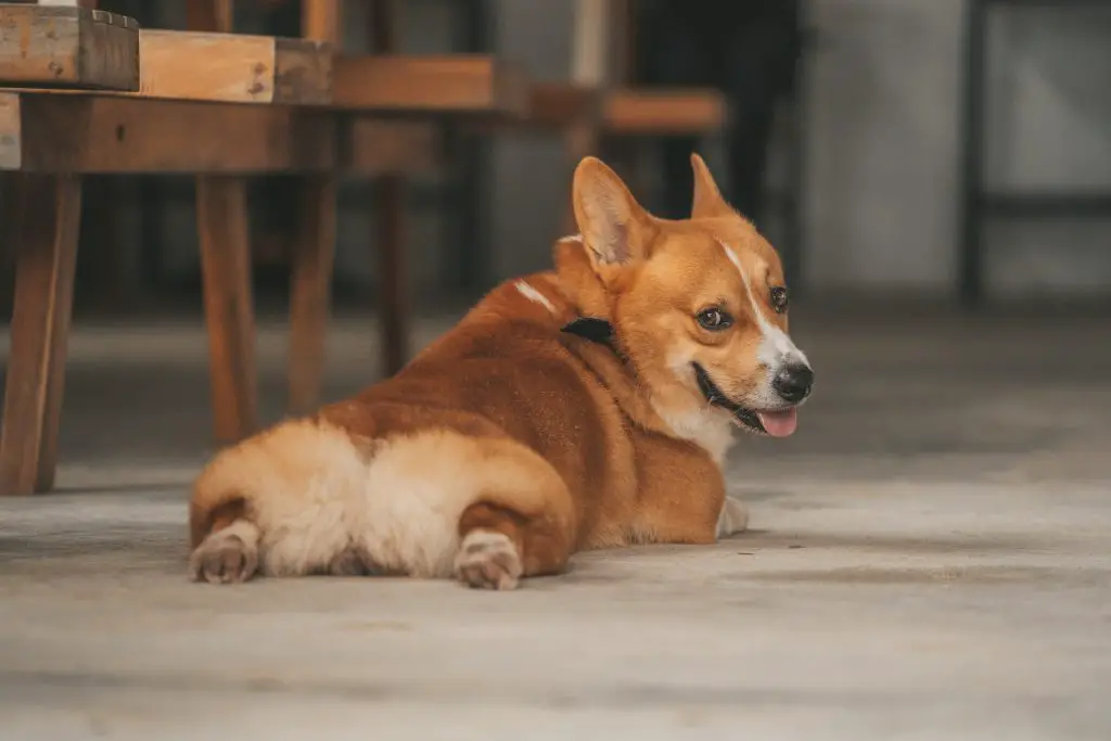 do corgis shed
