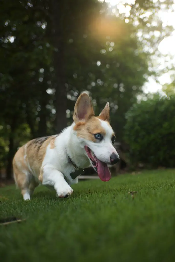 do corgis shed