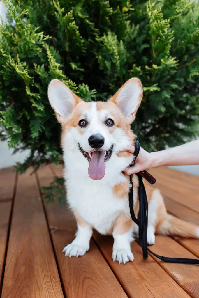 are corgis good for first time owners