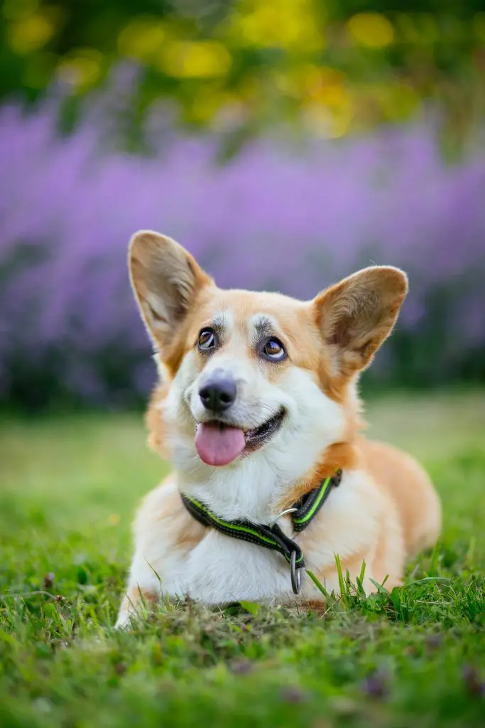 are corgis good for first time owners