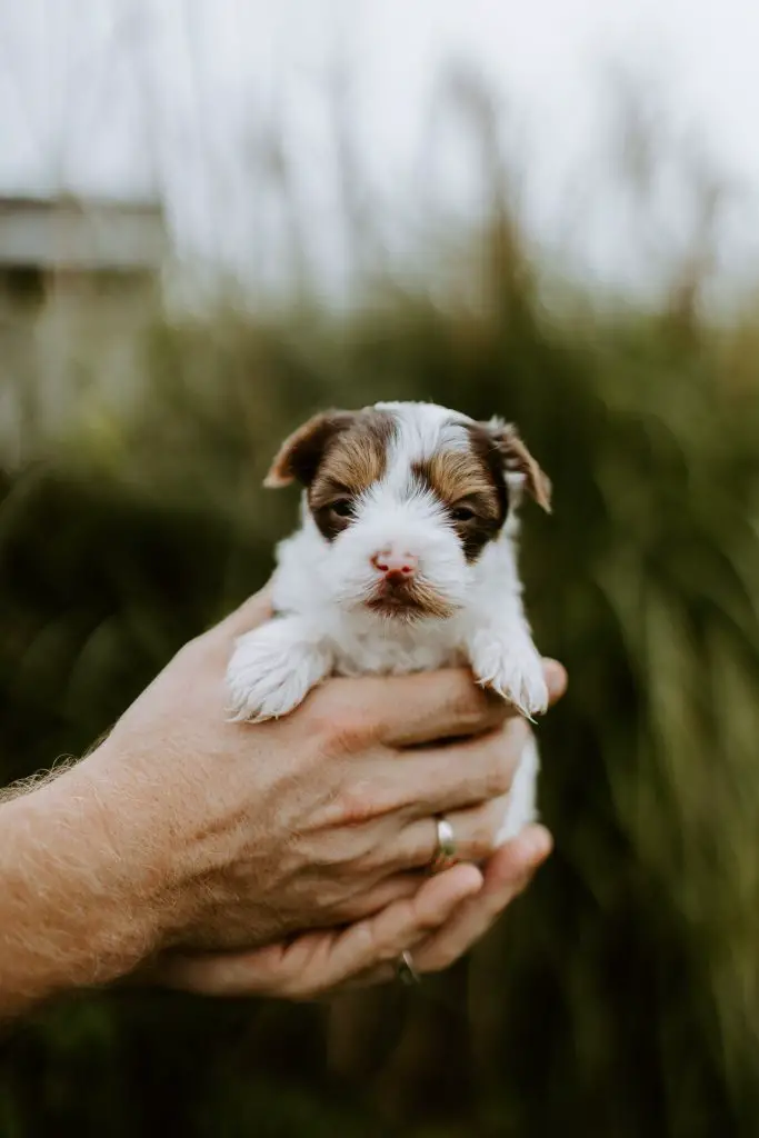 do dogs like being picked up