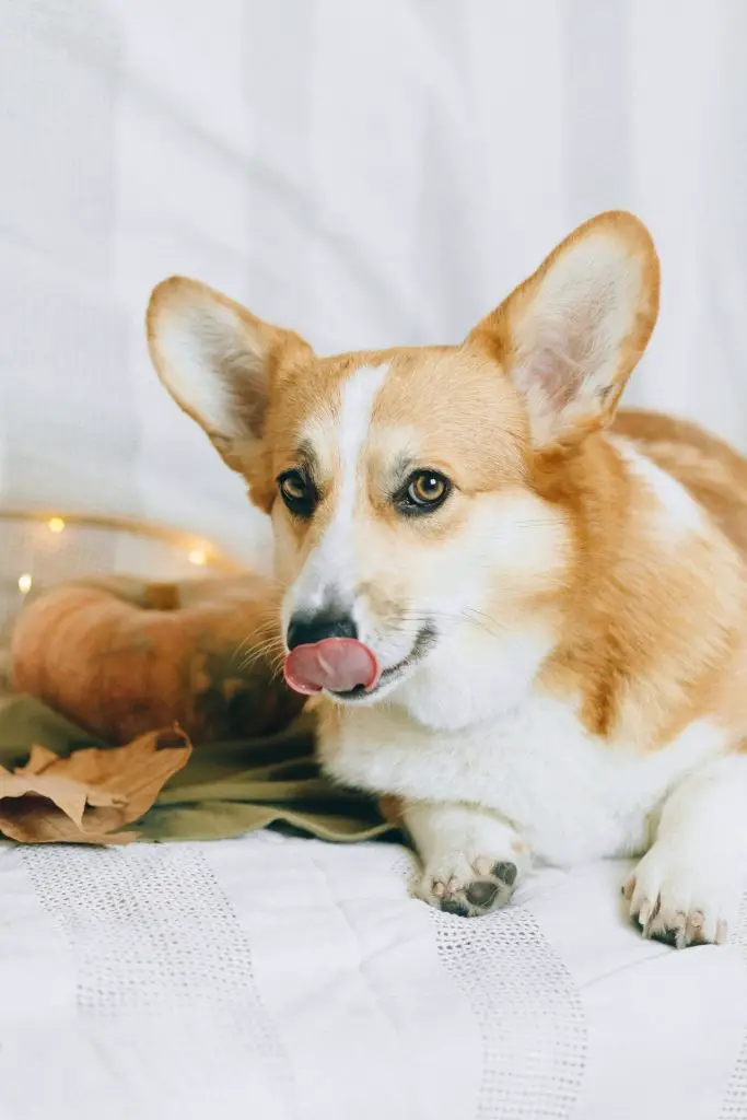can dogs eat peanut butter and jelly