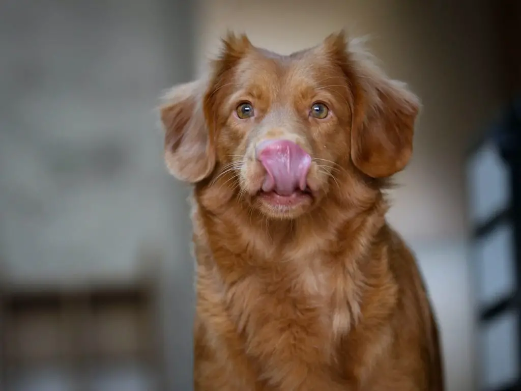 can dogs eat peanut butter and jelly