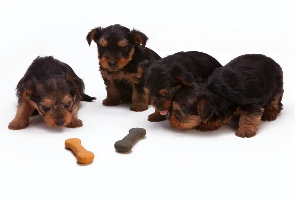 can dogs eat biscuits