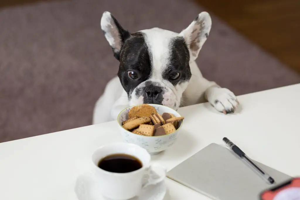 can dogs eat biscuits