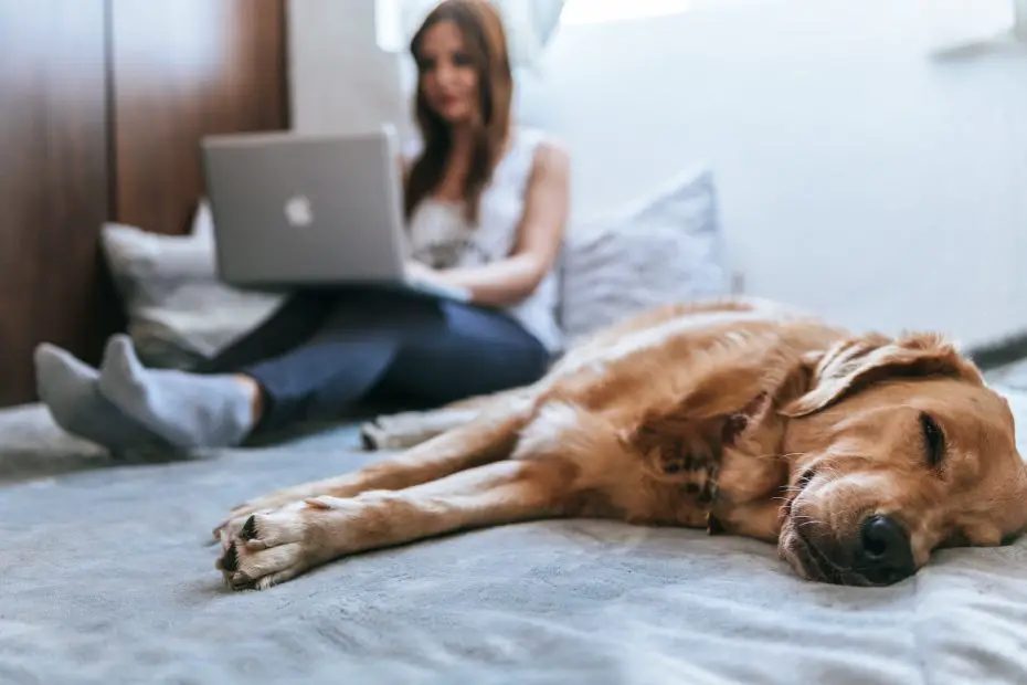 Dogs Sleep With Their Bum Facing You