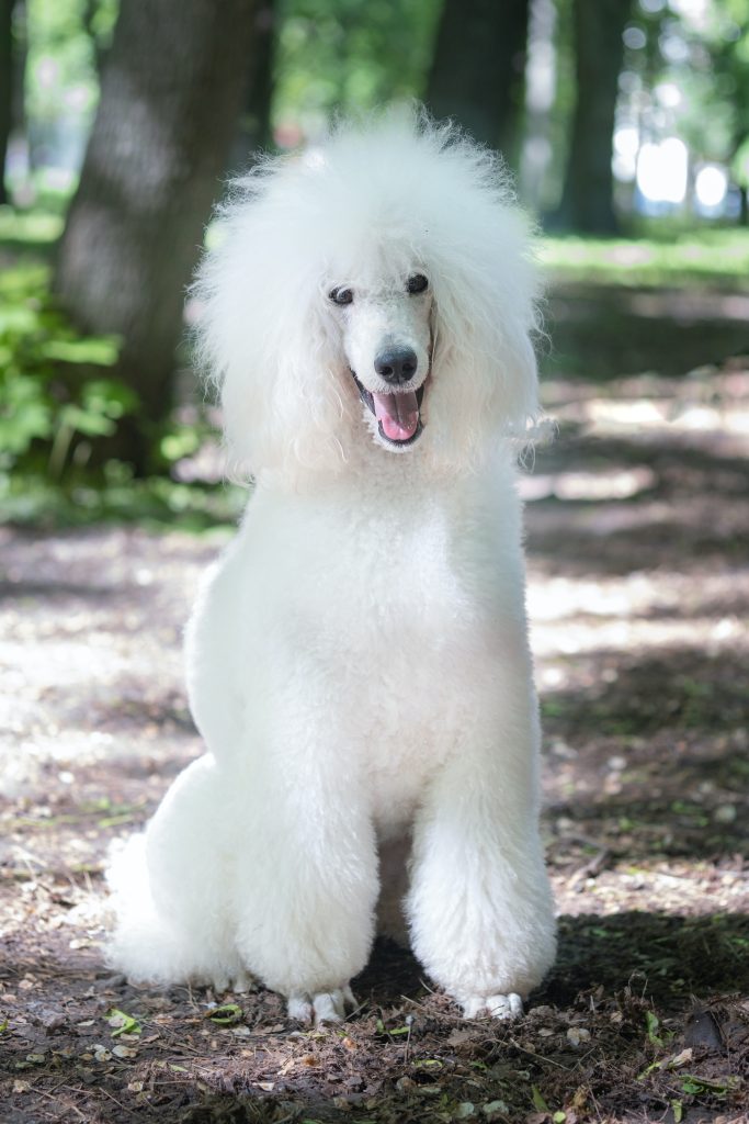 Do Poodles Have Hair Or Fur