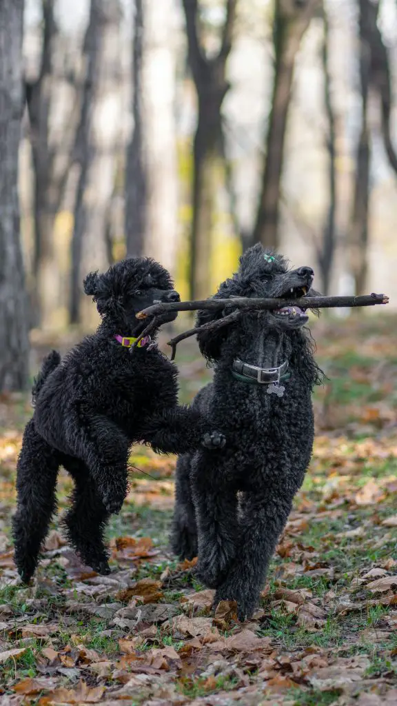 Do Poodles Have Hair Or Fur