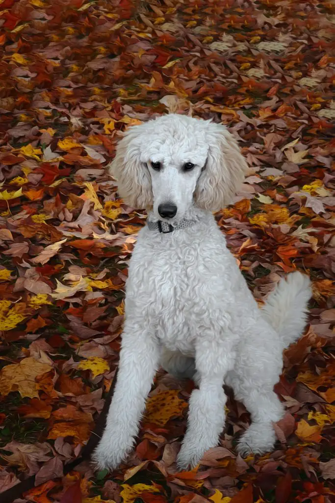 Do Poodles Have Hair Or Fur